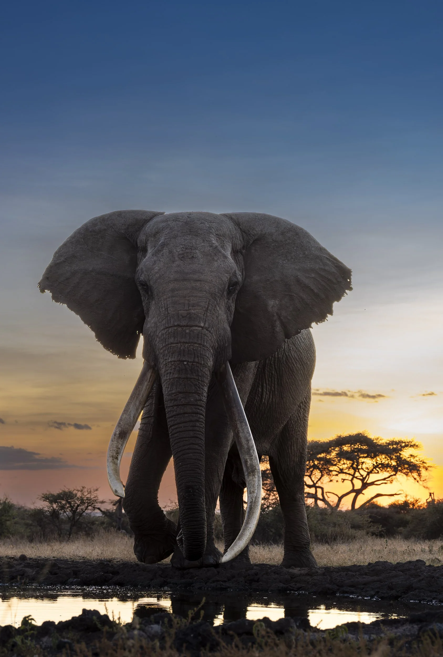 AmboTuskers_001